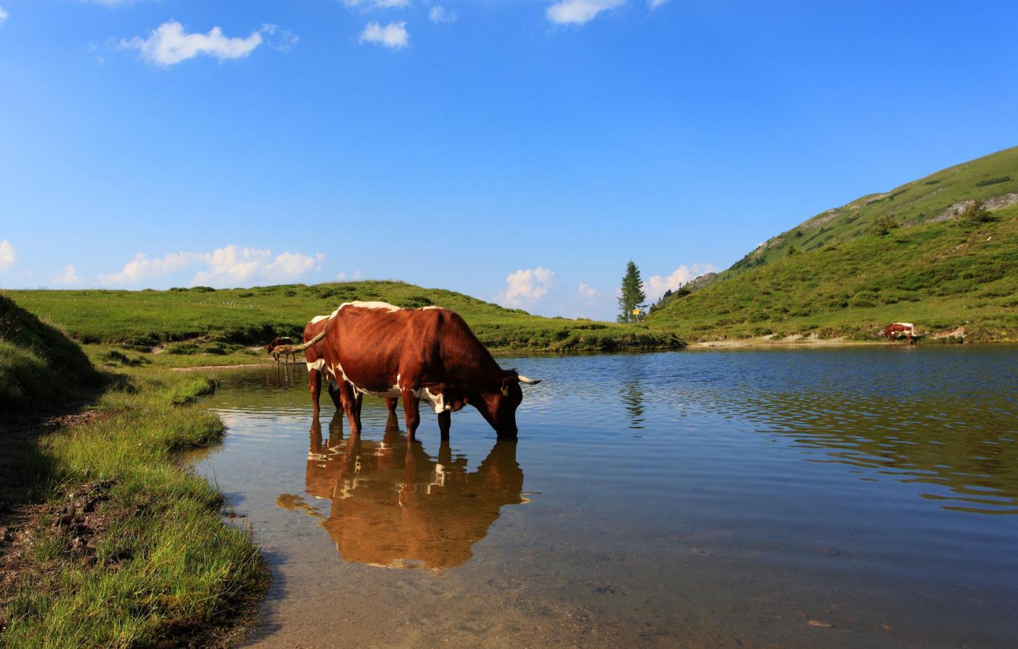 Ferienparadies Taxen Sankt Veit im Pongau Buitenkant foto